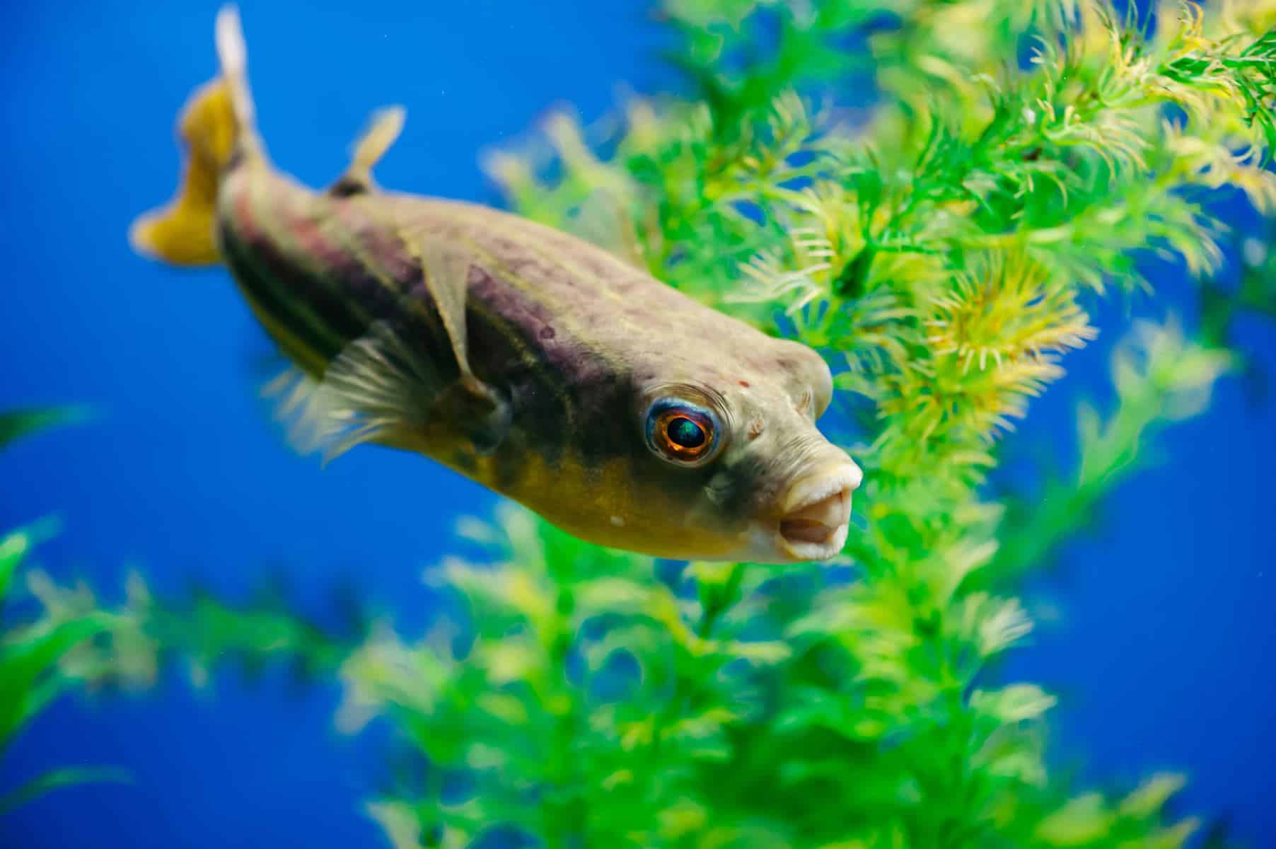 fahaka pufferfish