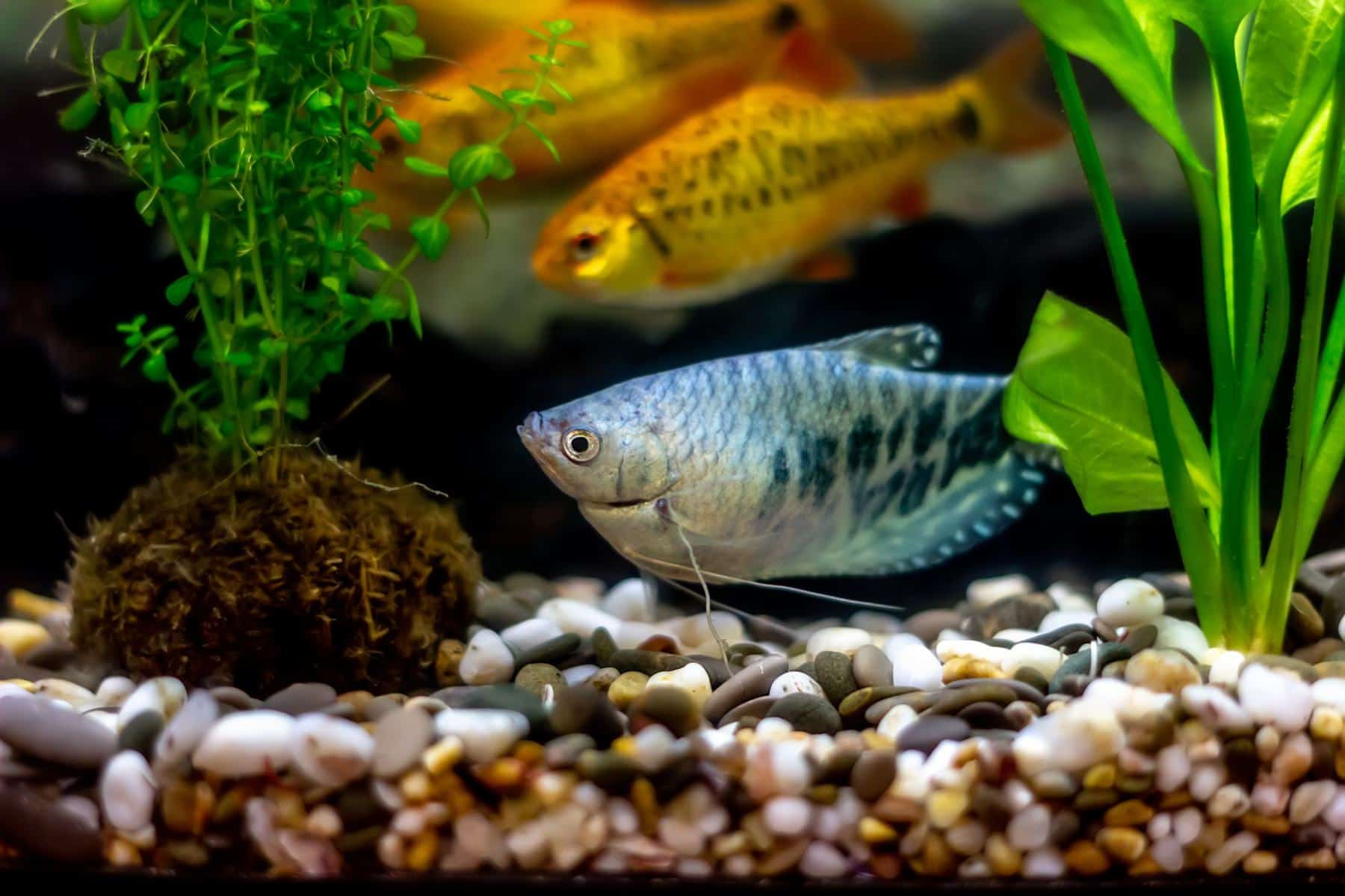 gourami tank mates