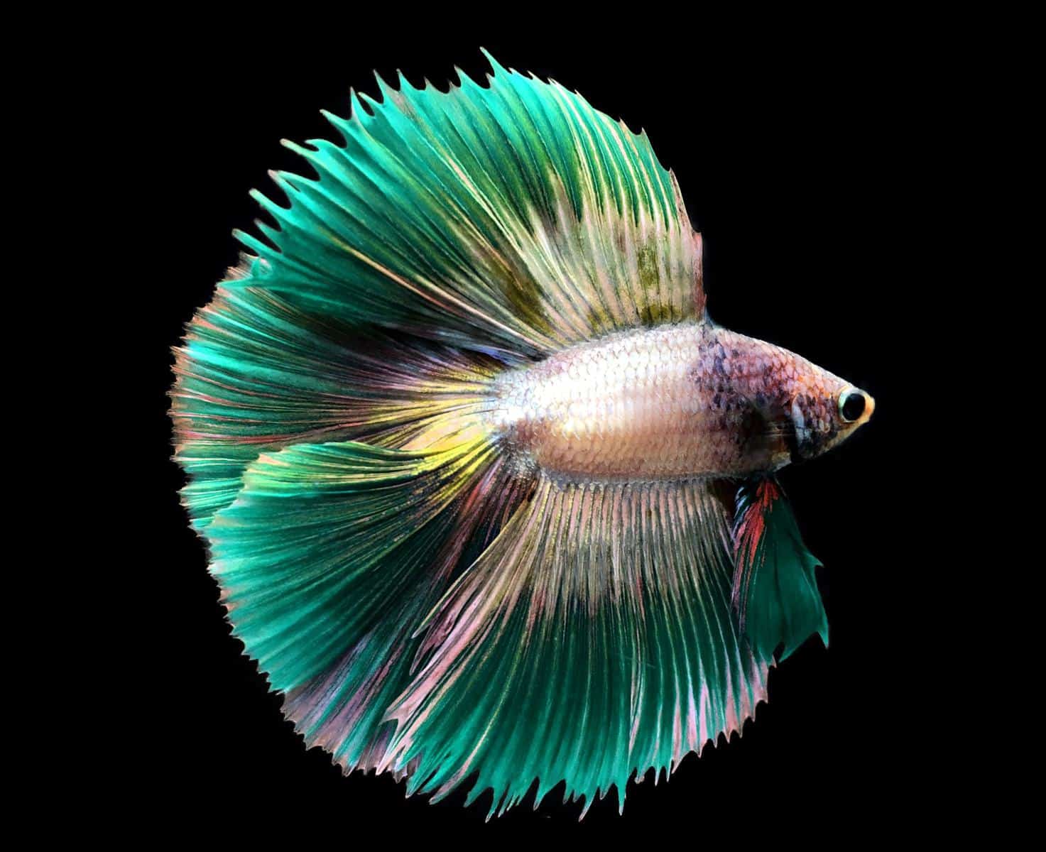 Green Betta Fish - poeyfz7z5