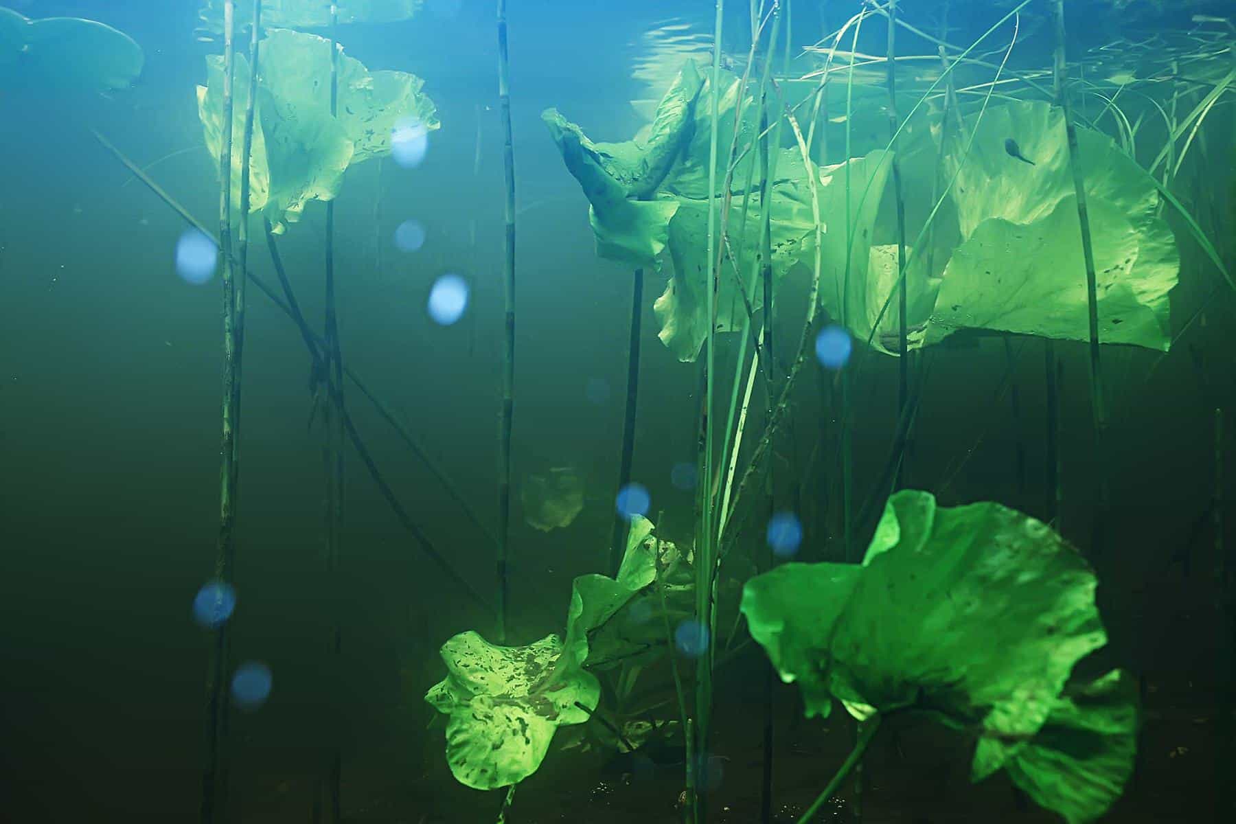 algas mancha verde en plantas acuaticas