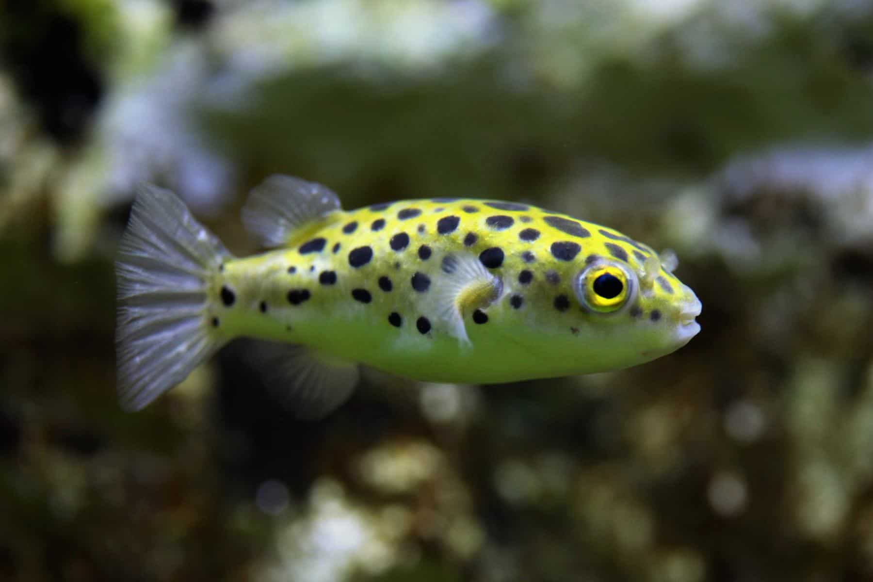 Dwarf Puffer Puffed Up