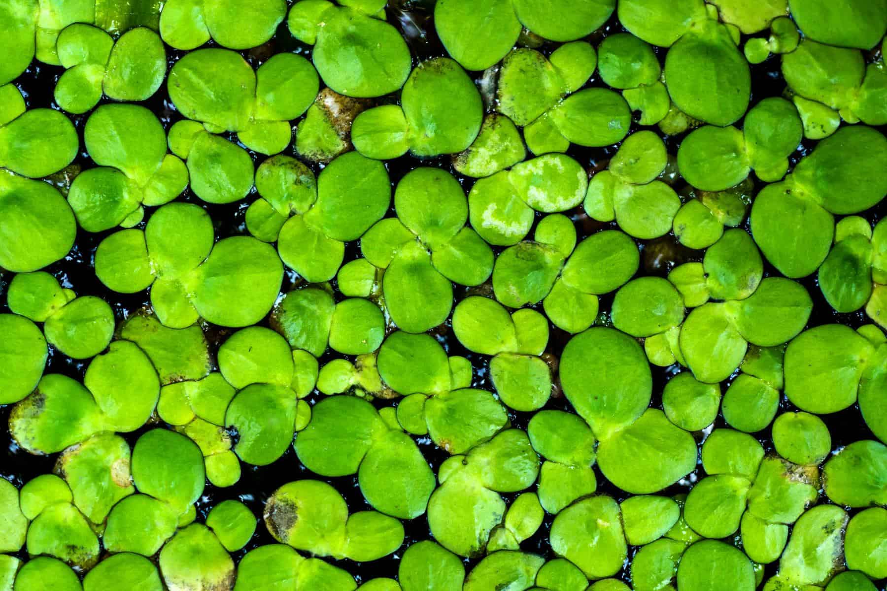 macro shot of duckweed