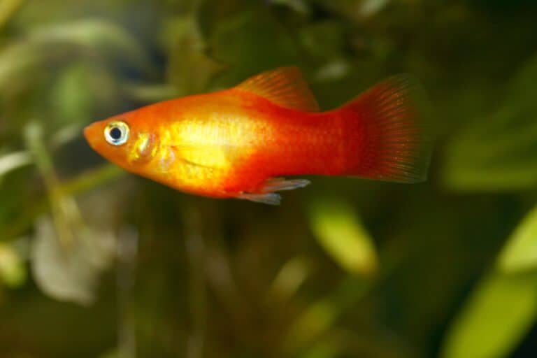 Platy Fish (Xiphophorus sp.) Care Sheet: A Multi-Colored Species