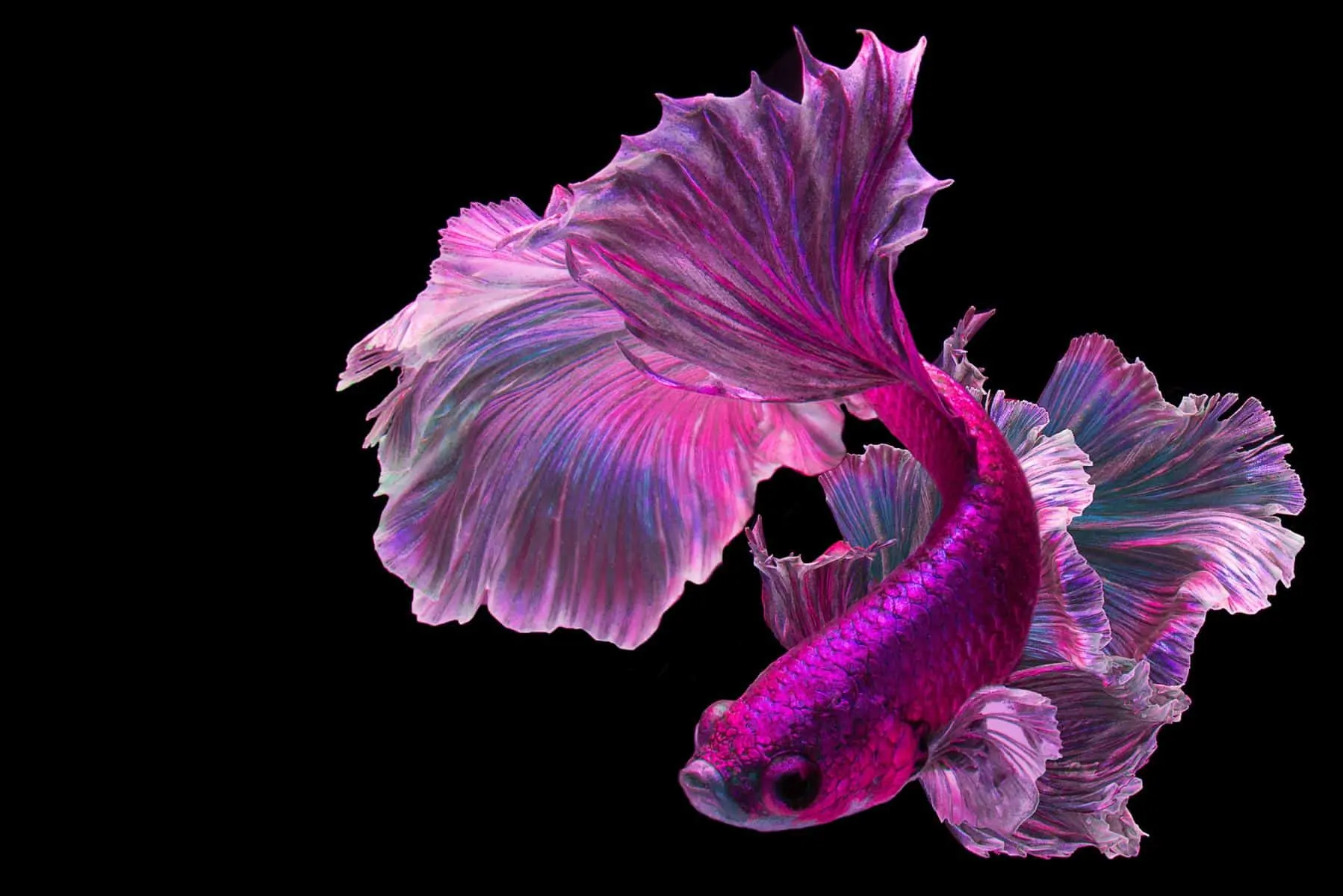 purple pink betta fish