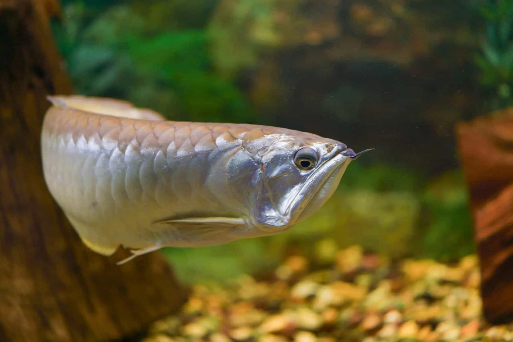 silver arowana fish swimming alone in tank