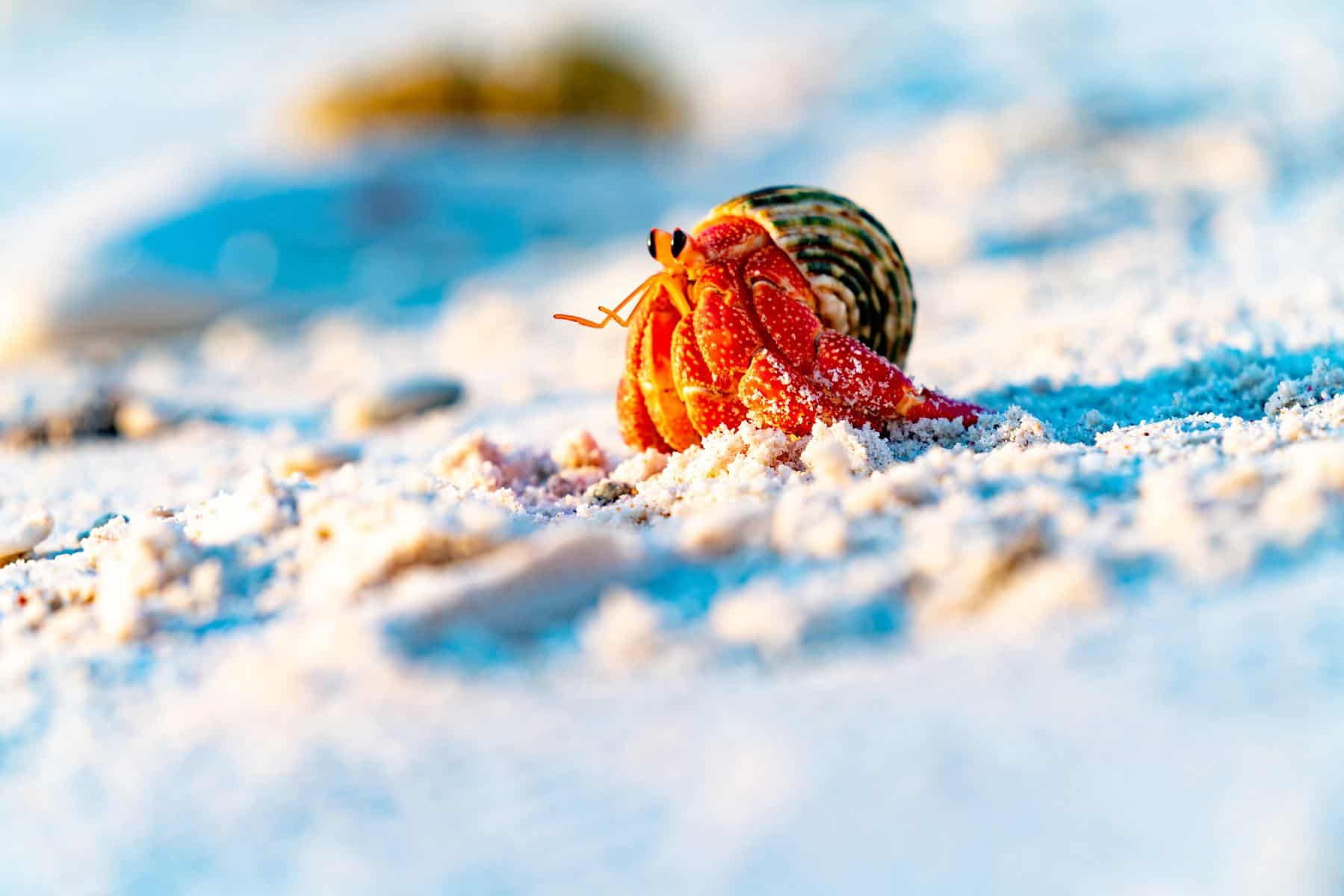 strawberry hermit crab