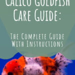1 Calico Goldfish