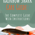 1 Rainbow Shark Care Guide