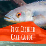 Pike Cichlid