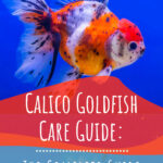 11 Calico Goldfish