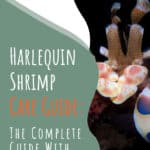 2 Harlequin Shrimp Care Guide