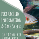 2 Pike Cichlid