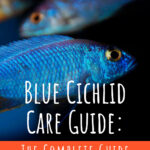 3 Blue Cichlid Care Guide