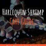 3 Harlequin Shrimp Care Guide