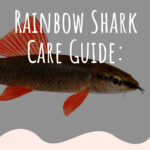4 Rainbow Shark Care Guide
