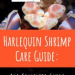 5 Harlequin Shrimp Care Guide