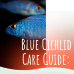 6 Blue Cichlid Care Guide
