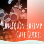 6 Harlequin Shrimp Care Guide