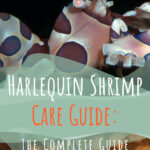 7 Guía para el cuidado del camarón arlequín