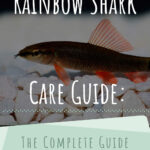 8 Rainbow Shark Care Guide