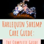 9 Harlequin Shrimp Care Guide