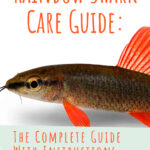 9 Rainbow Shark Care Guide