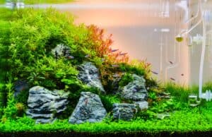 Aquarium Grass