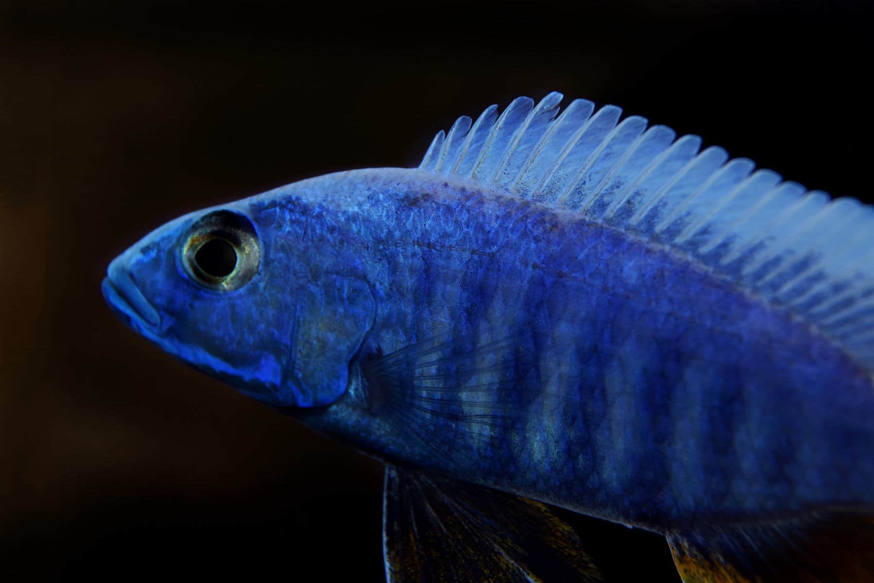 Blue Cichlid