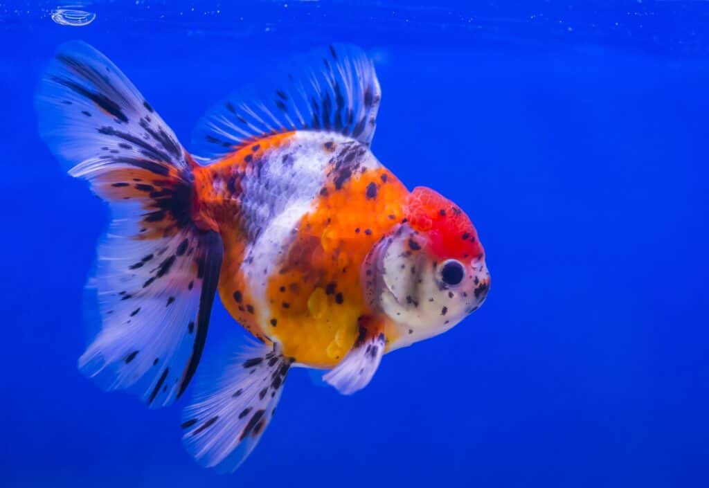 Calico Goldfish