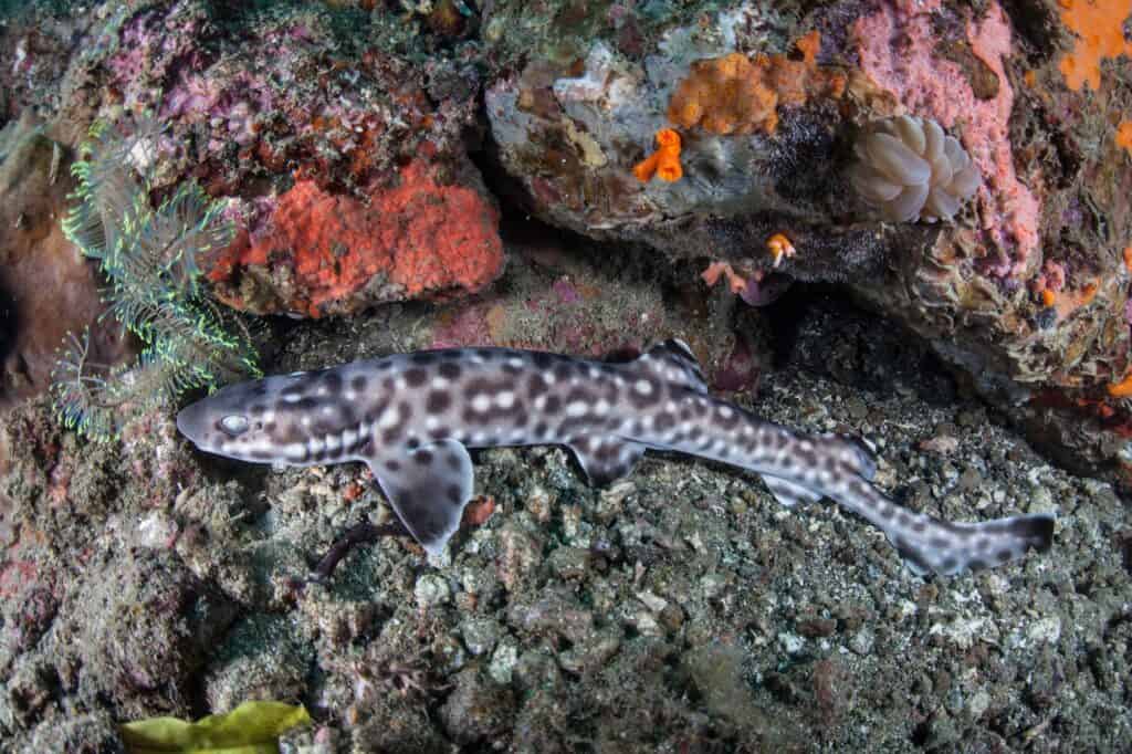 Catshark