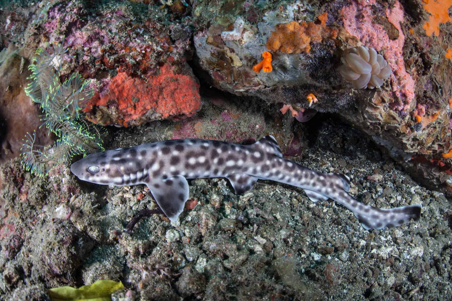 Catshark Species (Scyliorhinidae Family) In Your Aquarium