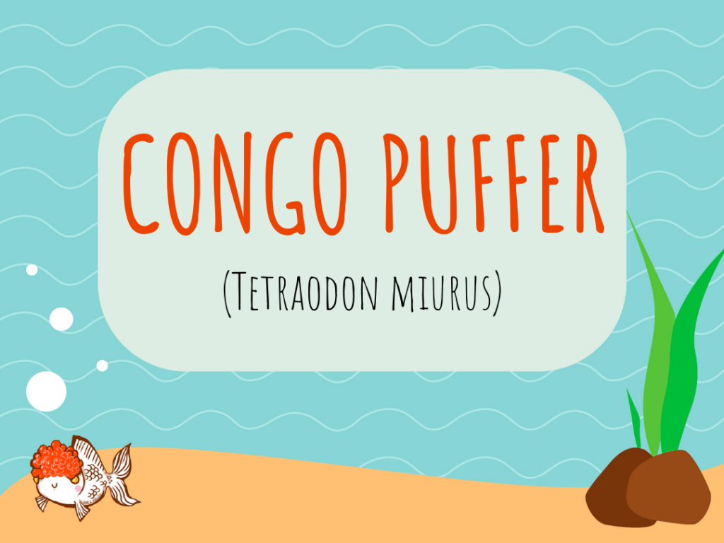 Congo Puffer
