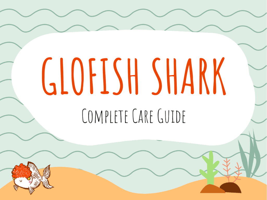 Glofish Shark