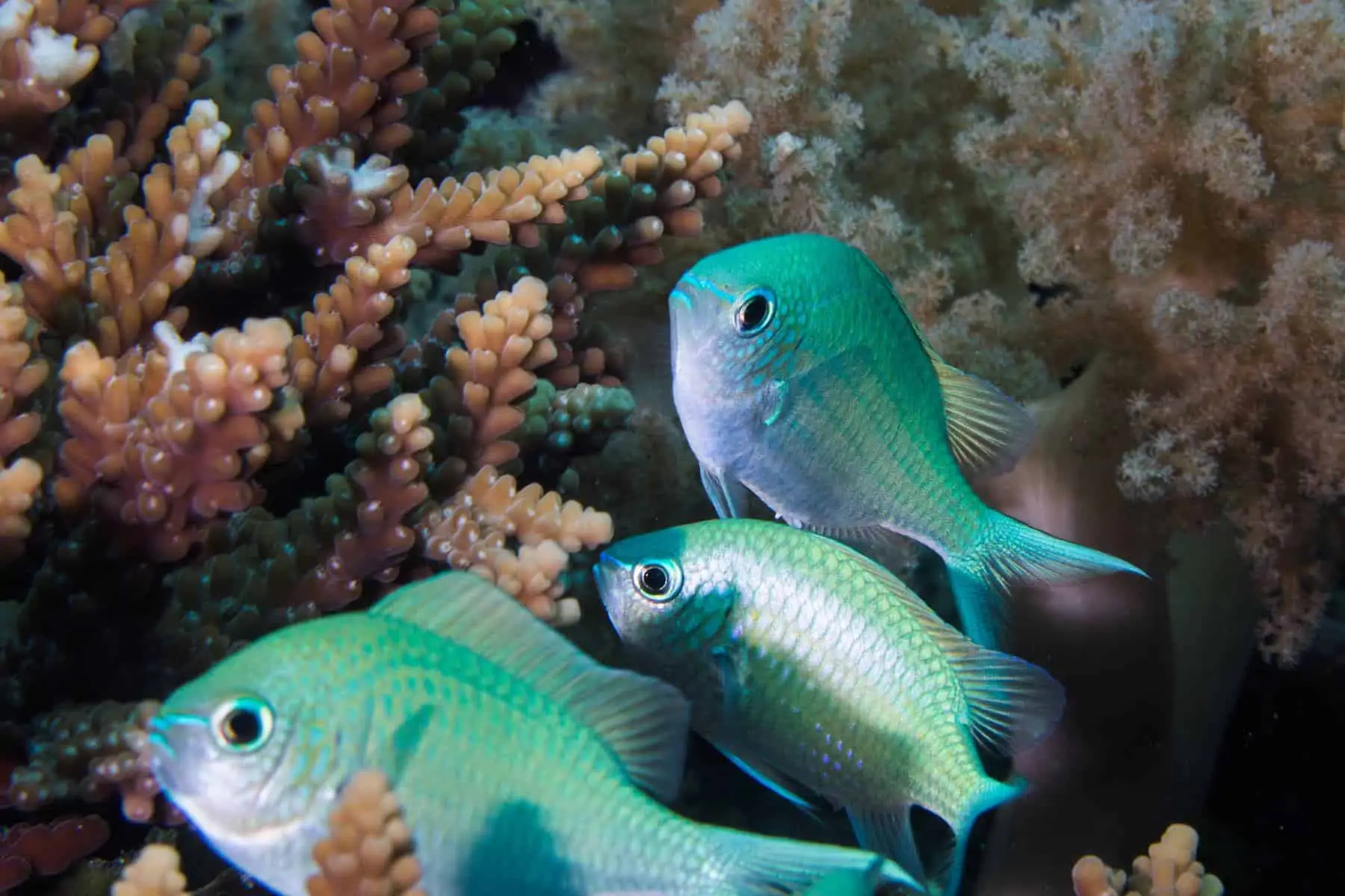 Green Chromis fish in corals