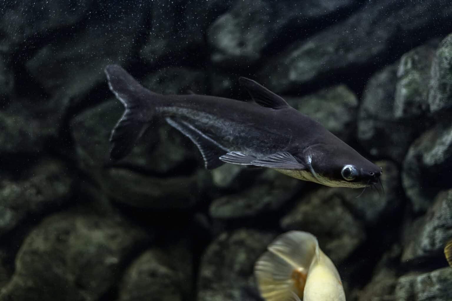 Iridescent shark pangasionodon hypophthalmus care sheet