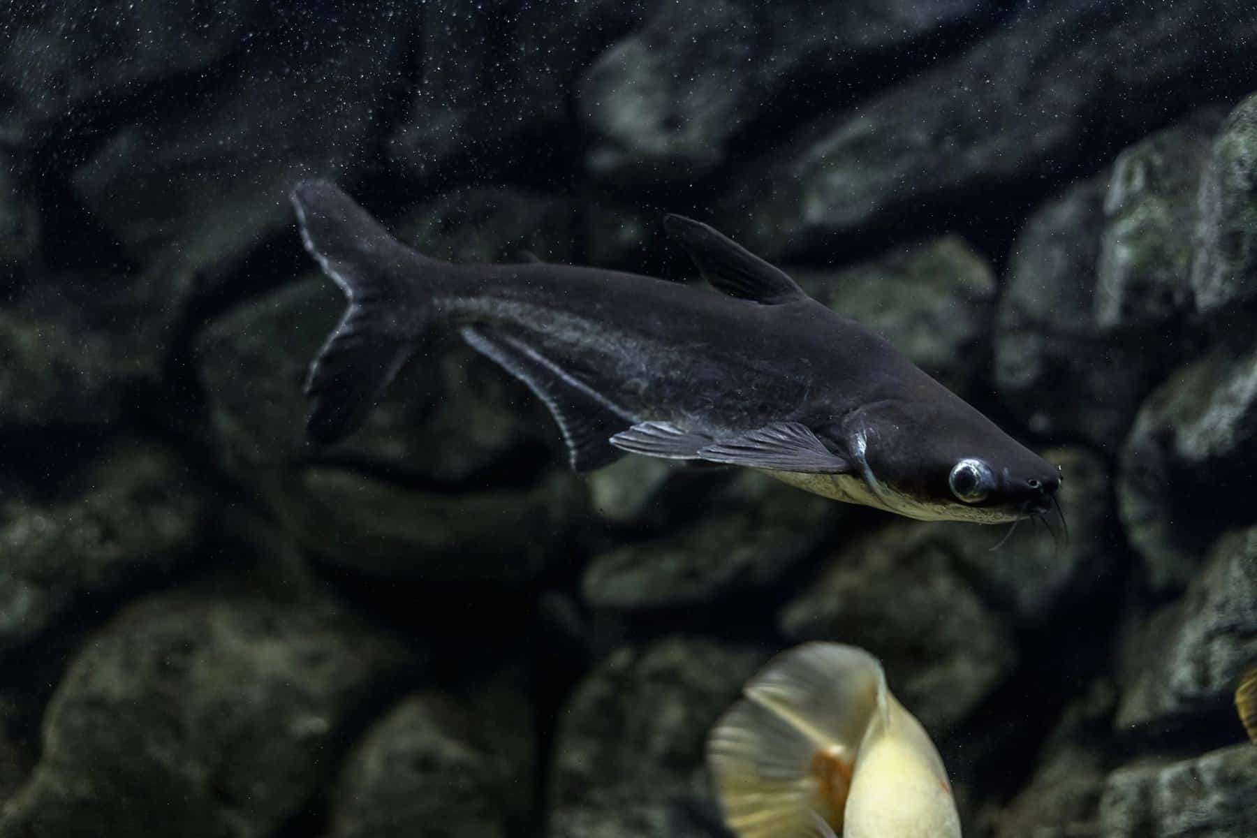 MOMO z HOUSE特別価格Aquariums for Sharks. Keeping Aquarium T好評販売中 Fish