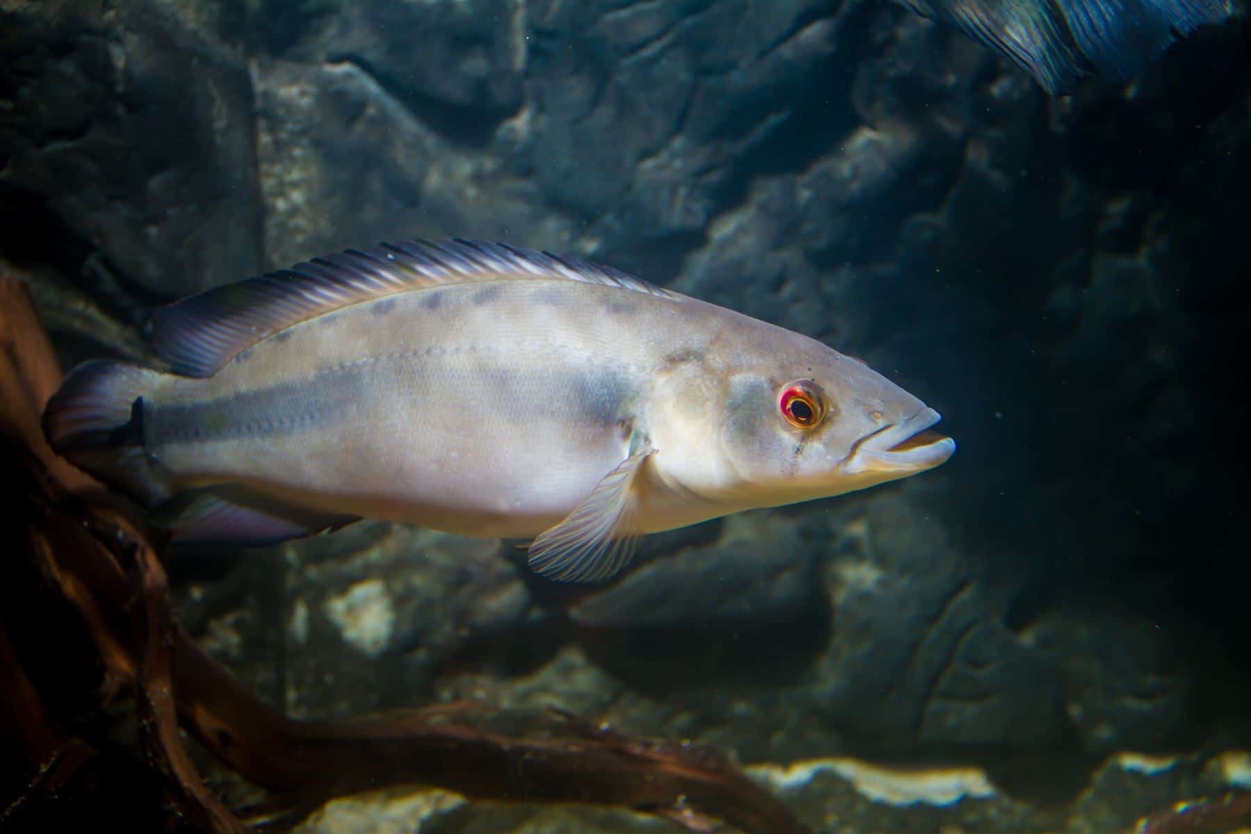 Pike Cichlid