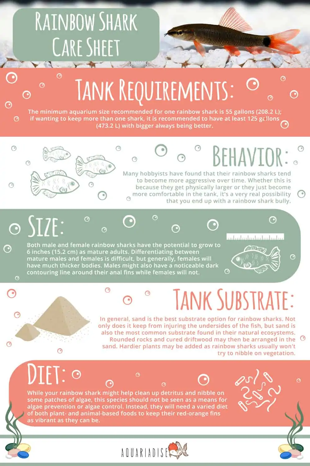 Rainbow Shark Care Guide Infographic 