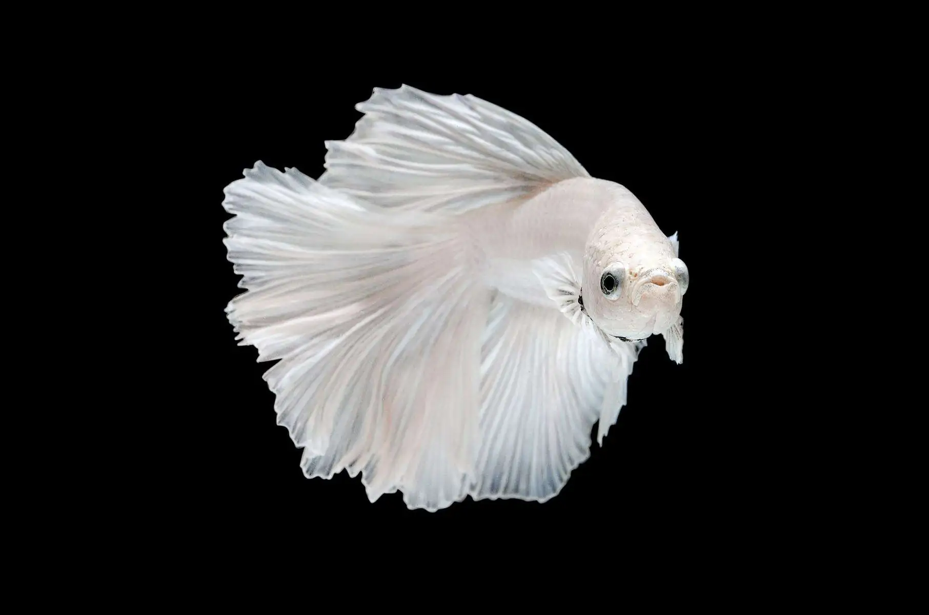 White Opal Betta