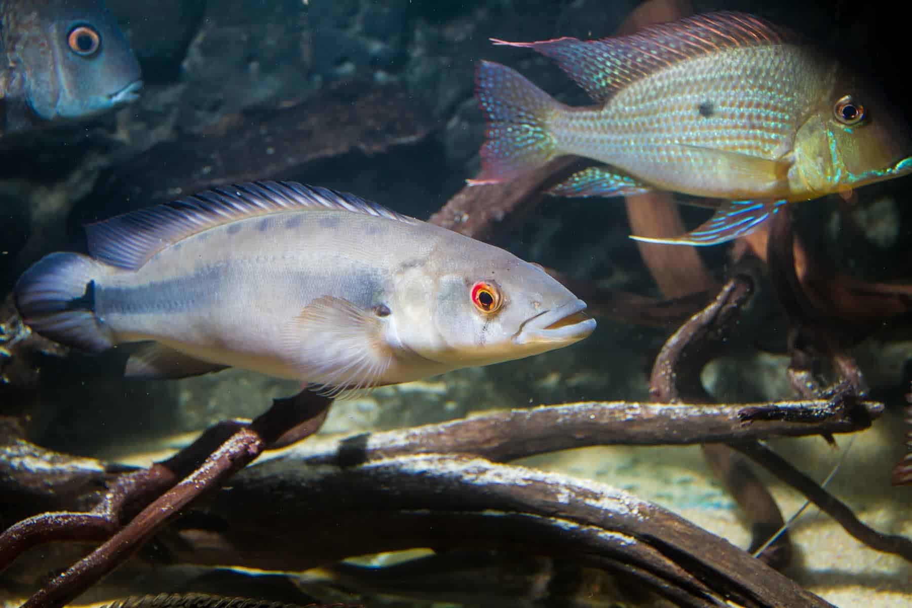 pike cichlid and eartheater cichlid