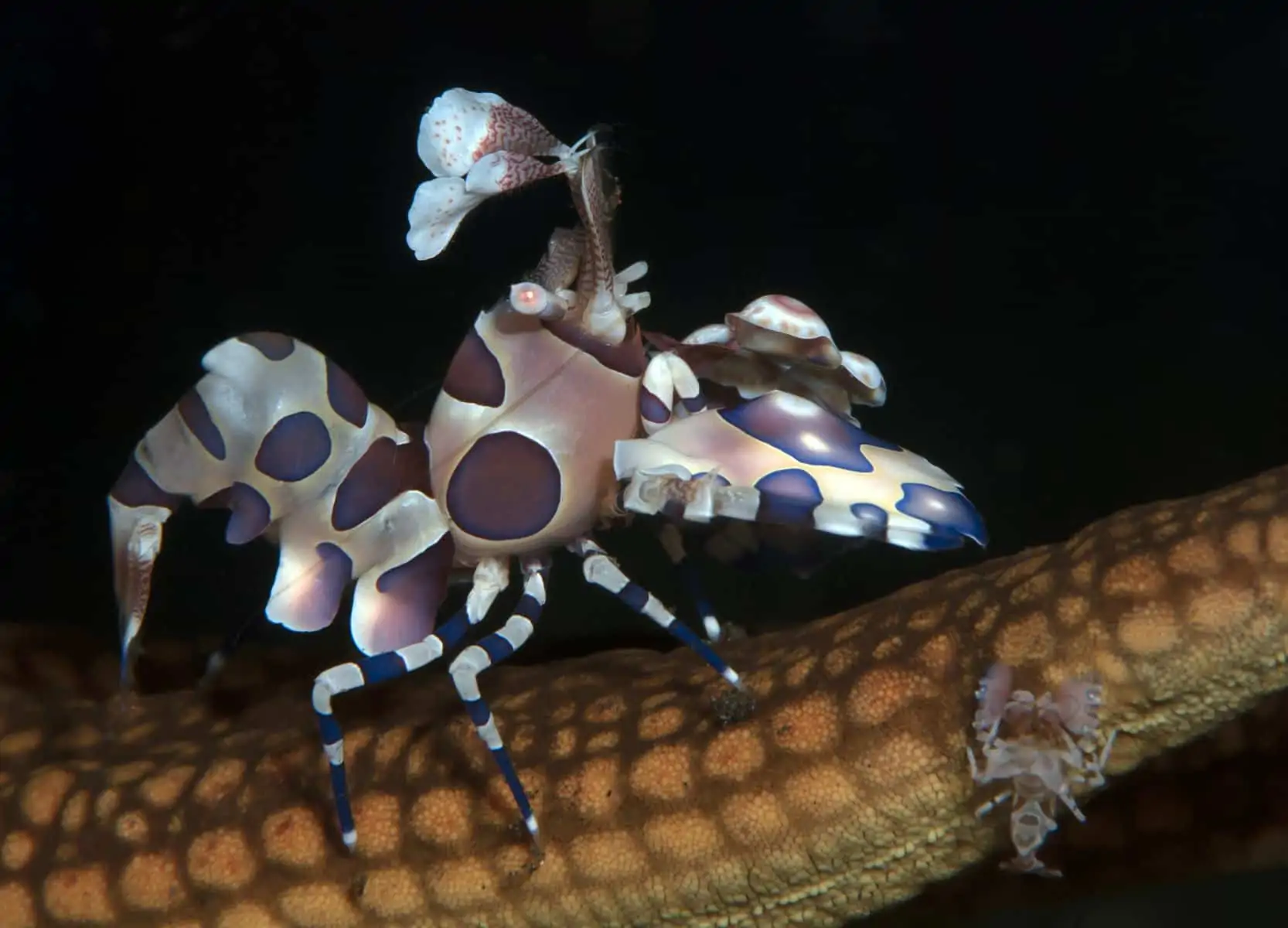 underwater harlequin shrimp