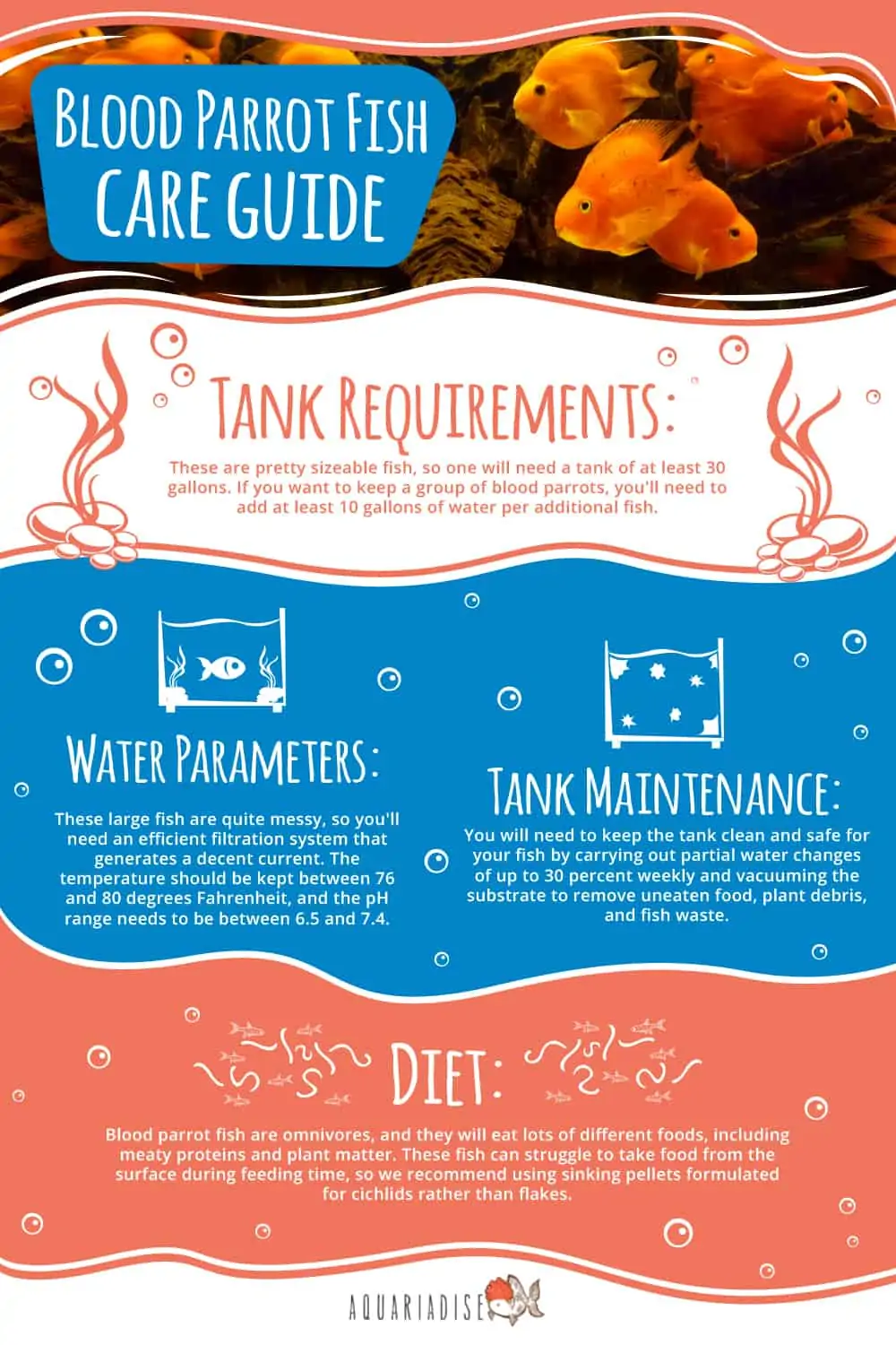 Blood Parrot Fish Care Guide Infographic 