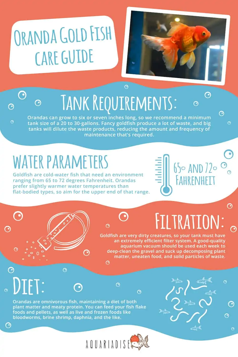 Oranda Goldfish Care Guide Infographic 