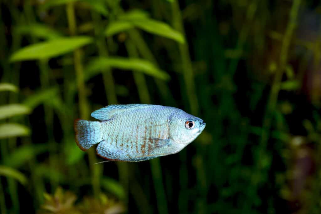 Powder Blue Gourami