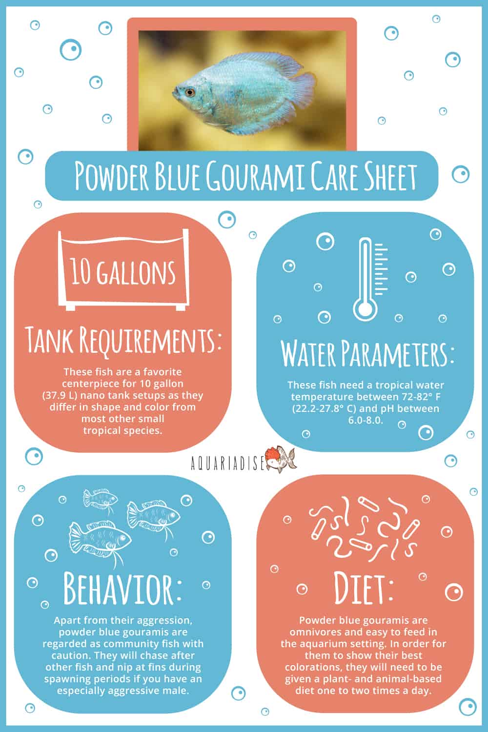 Powder Blue Gourami Care Sheet 