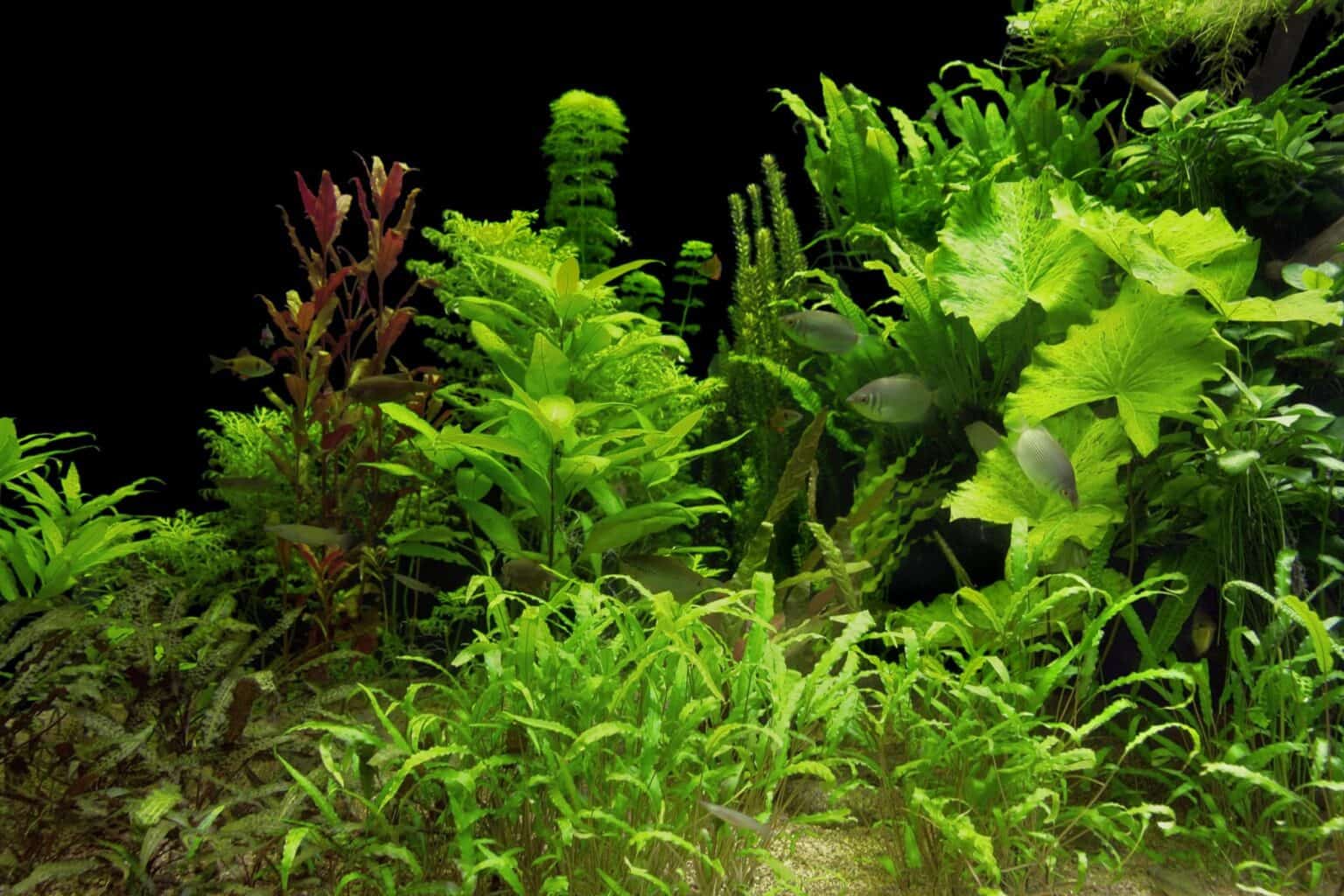 Best Aquarium Plant Fertilizer Options For A Thriving