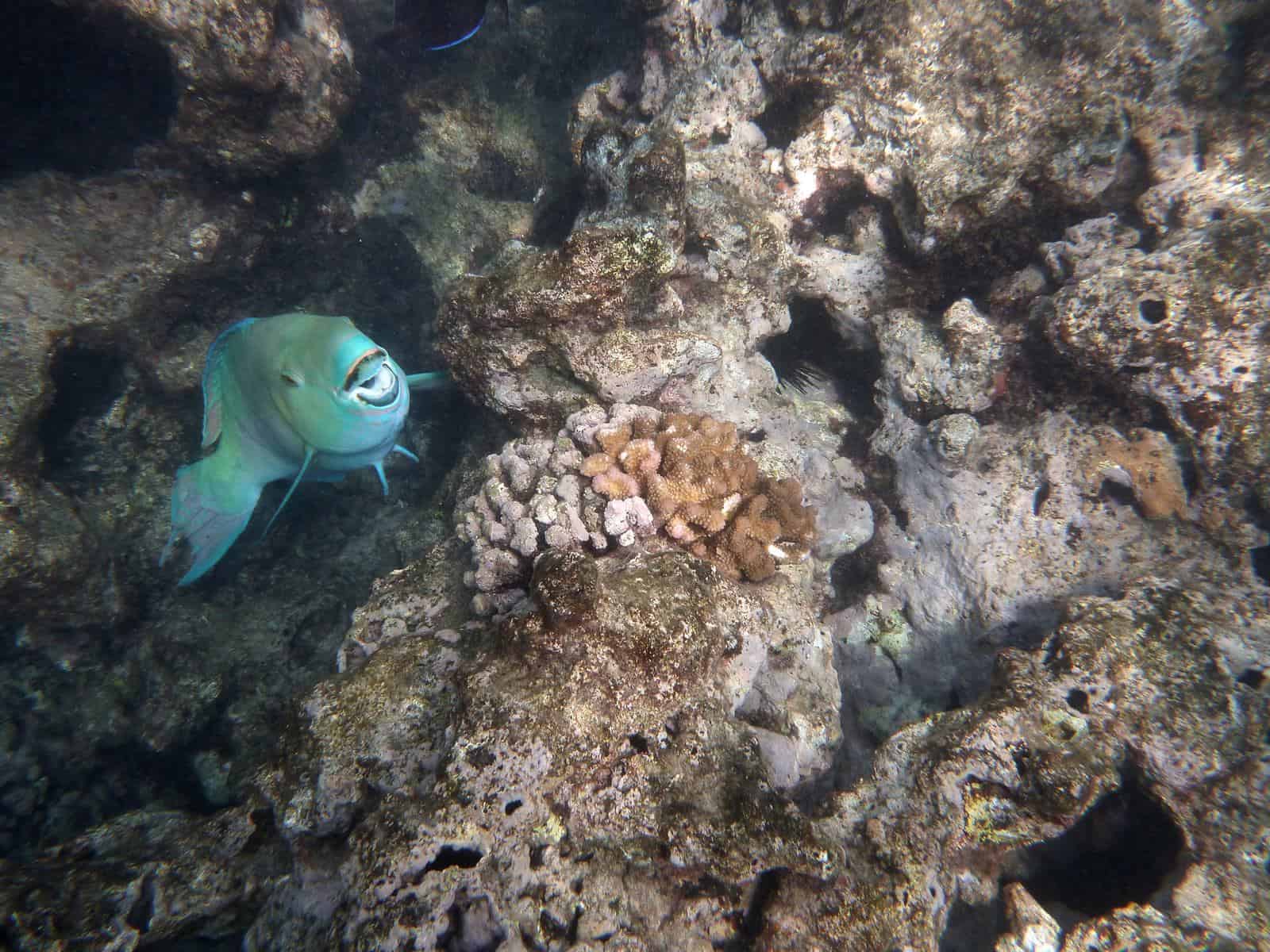 pez loro azul en corales