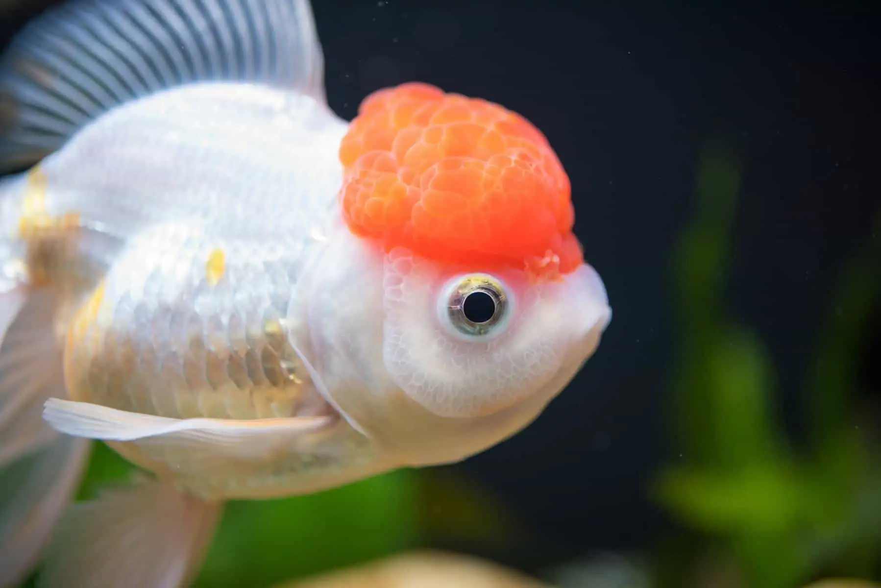 Redcap Oranda Fancy Goldfish Profile And Care Guide