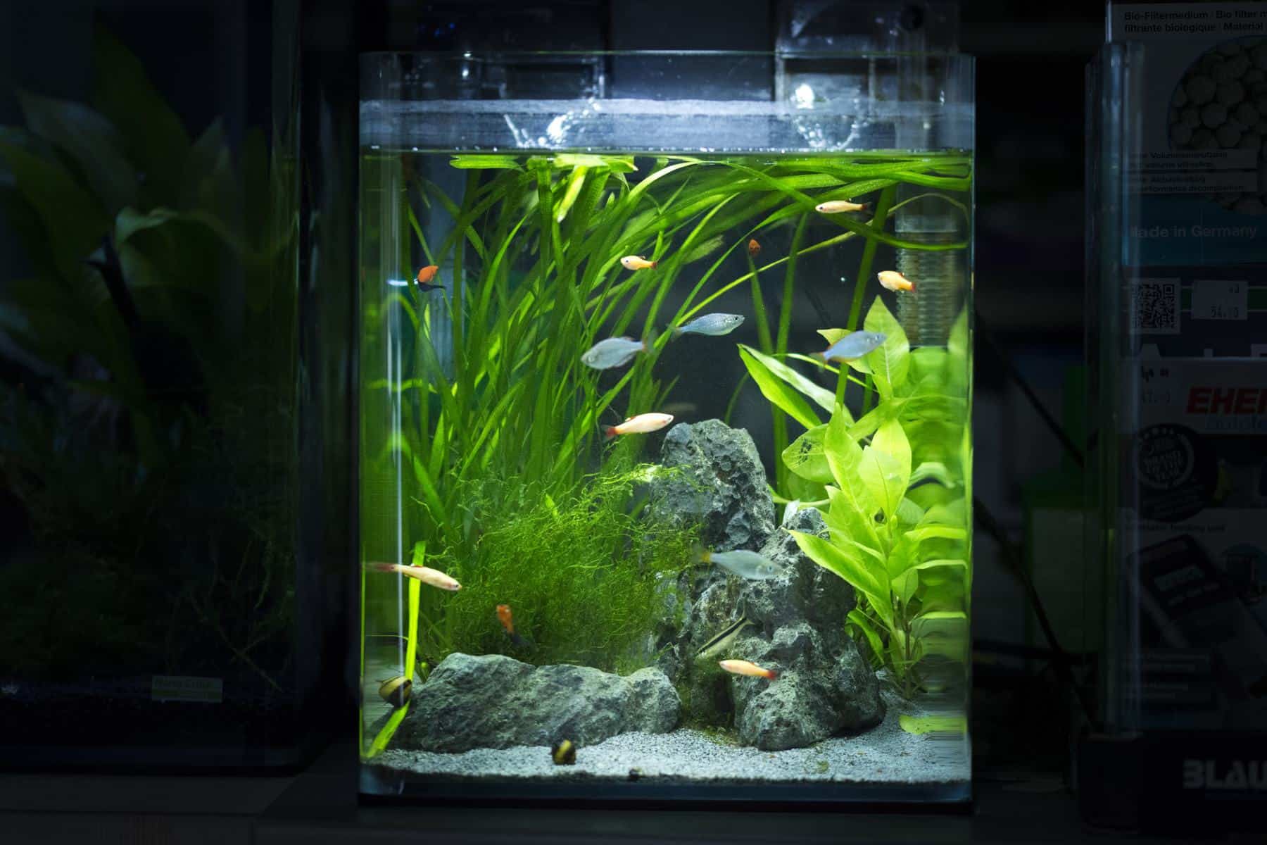 nemen Kolibrie Wat is er mis Best Nano Aquarium: Our Top 6 Picks For Your Compact Space