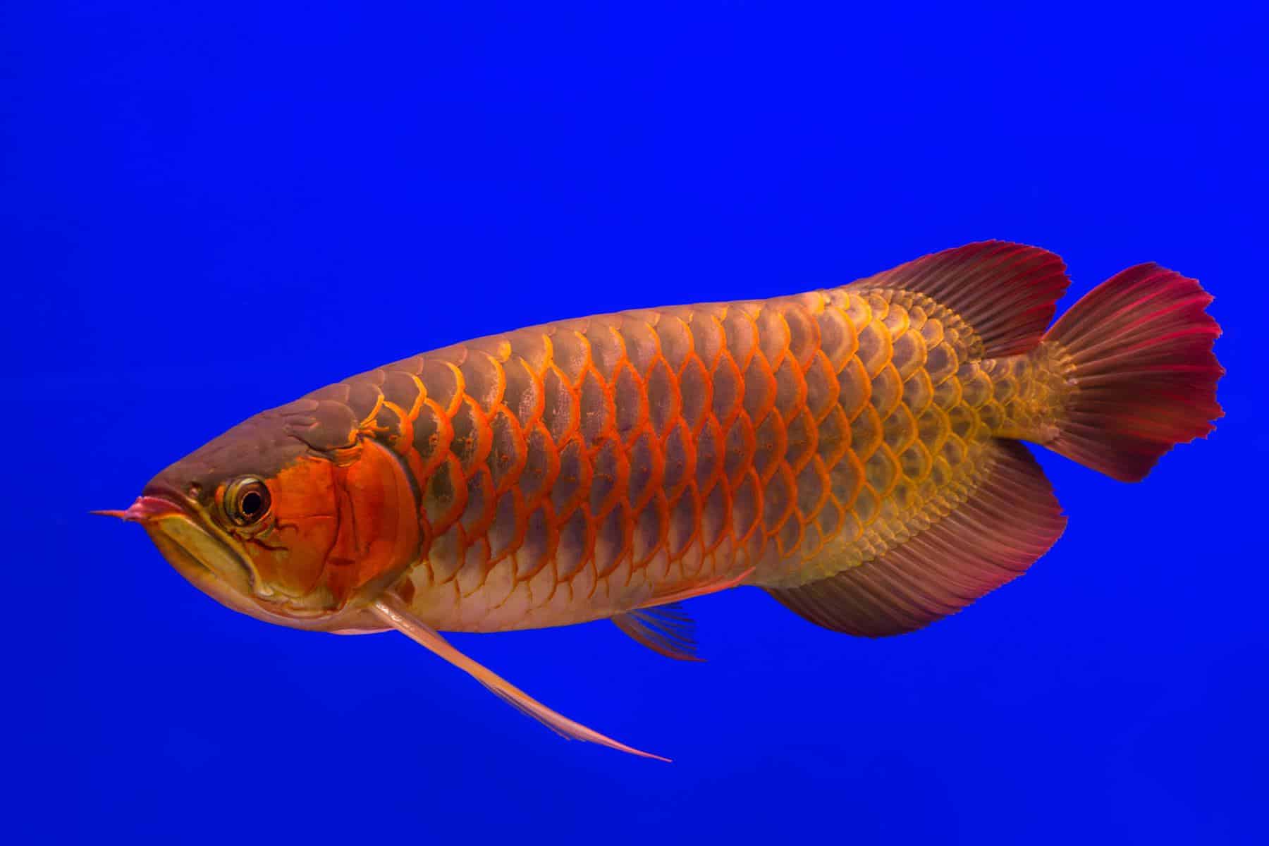 Red Arowana